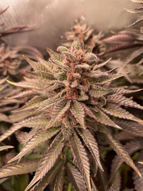 Hollow Technique Purpel. Week 12 - B.P.