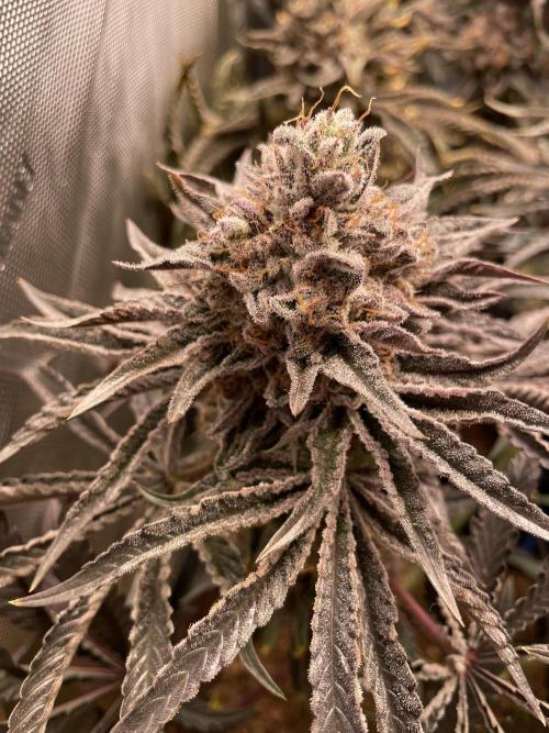 Blue Sweets. Week 12 - 1