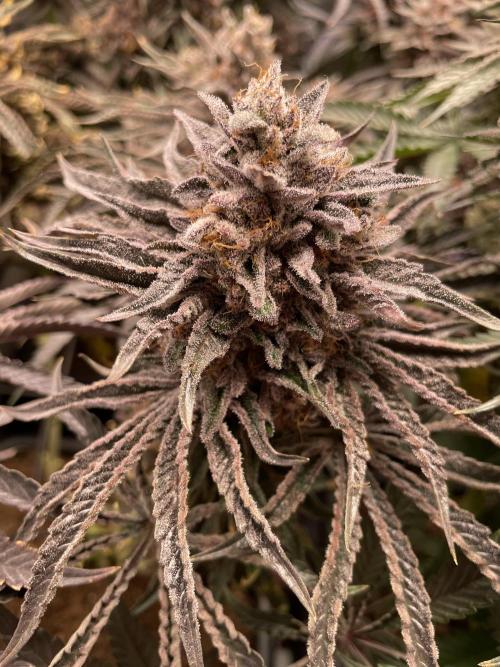 Blue Sweets. Week 12 - 1
