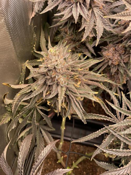 Blue Sweets. Week 12 - 1