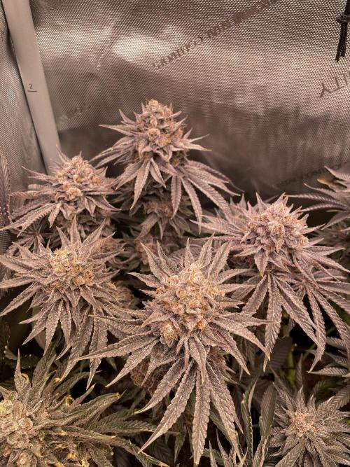 Blue Sweets. Week 12 - Blue Nerds 2