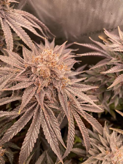 Blue Sweets. Week 12 - 2