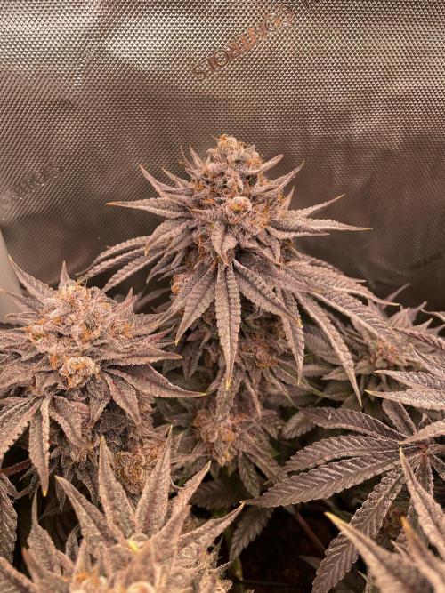 Blue Sweets. Week 12