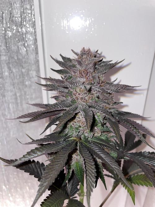 Hollow Technique Purpel. Week 13