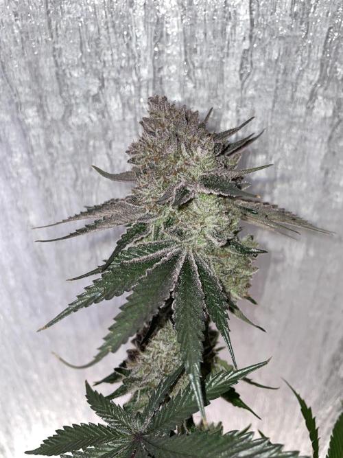 Hollow Technique Purpel. Week 13