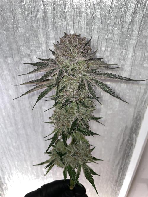 Hollow Technique Purpel. Week 13