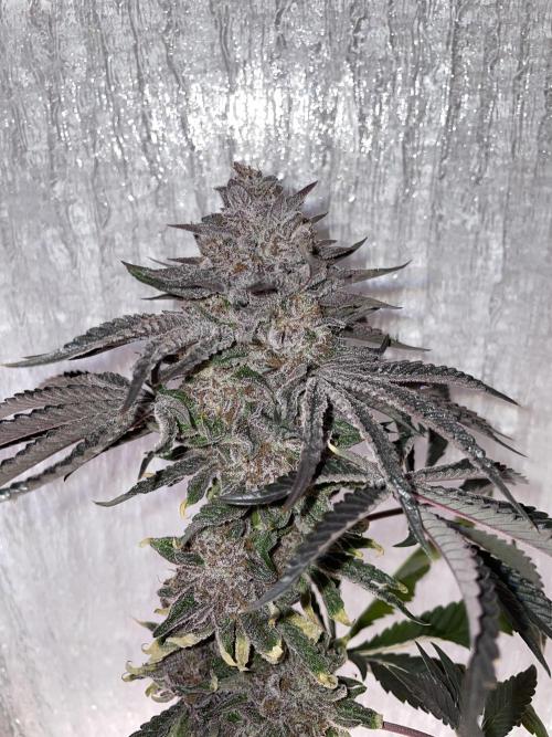 Blue Sweets. Week 13