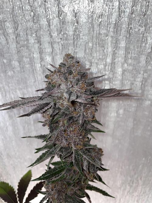Blue Sweets. Week 13