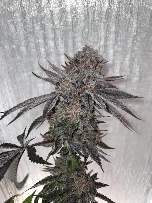 Blue Sweets. Week 13