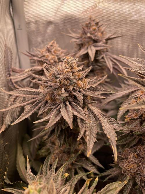 Blue Sweets. Week 13