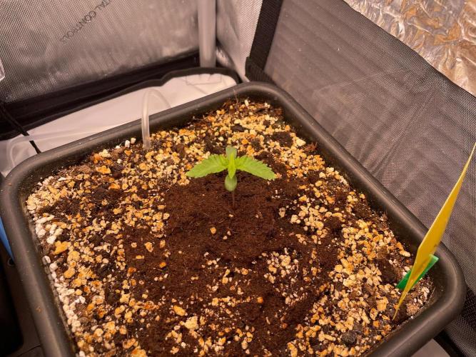 Black Lobsters one Tent. Week 0
