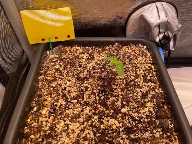 Black Lobsters one Tent. Week 0