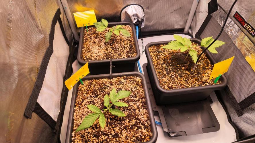 Black Lobster. Week 1