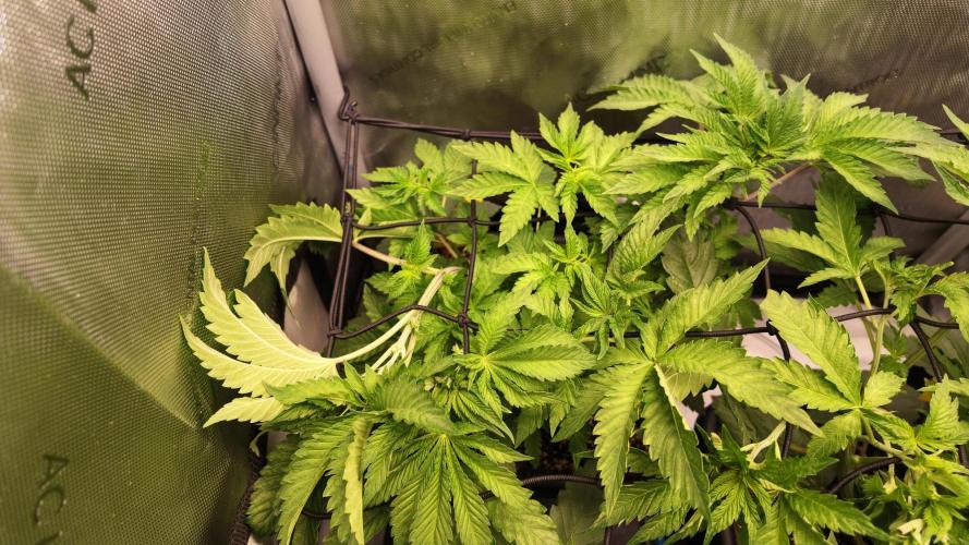 Black Lobsters one Tent. Week 3