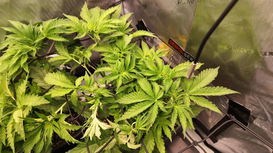 Black Lobsters one Tent. Week 3