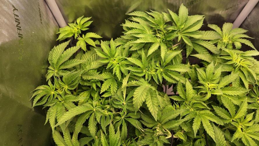 Black Lobsters one Tent. Week 4