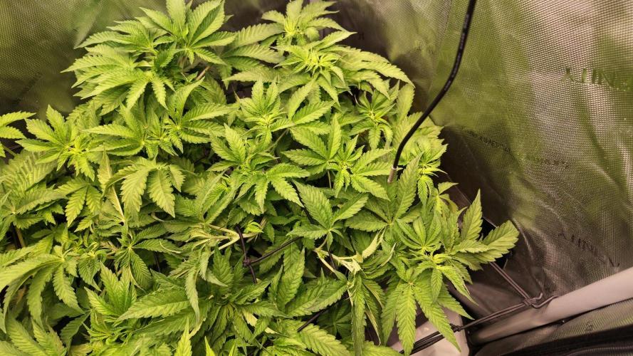 Black Lobsters one Tent. Week 4