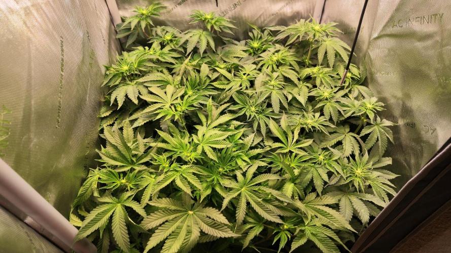Black Lobsters one Tent. Week 5