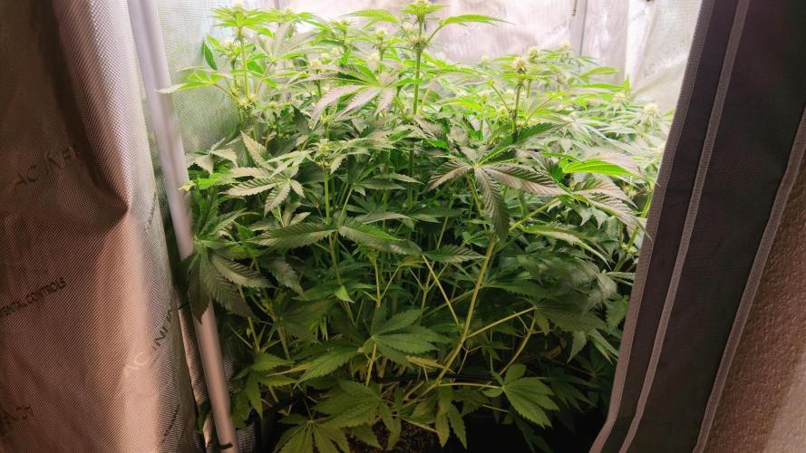 Black Lobsters one Tent. Week 6