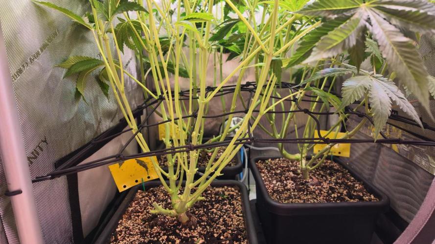 Black Lobsters one Tent. Week 6