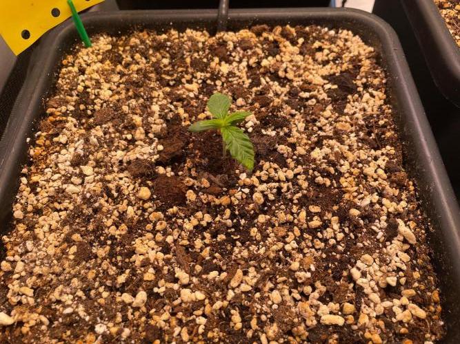 Black Lobsters one Tent. Week 0