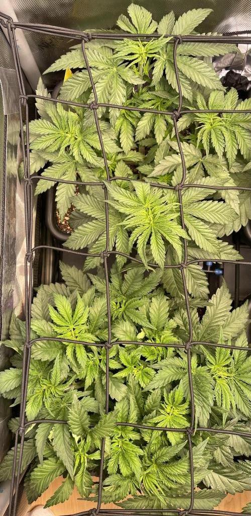 Two Lobsters One Tent. Week 3