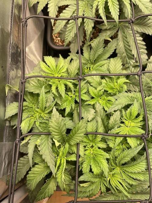 Two Lobsters One Tent. Week 3 - Strawberry Lobster