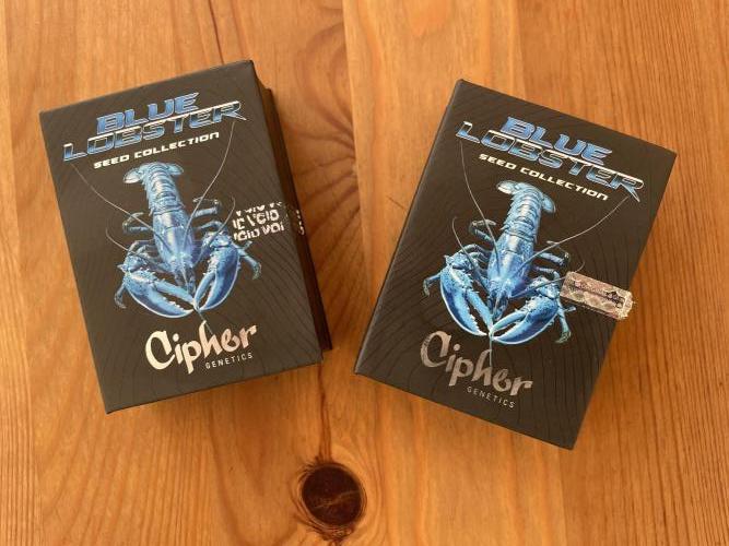 Two Lobsters One Tent. Week 0