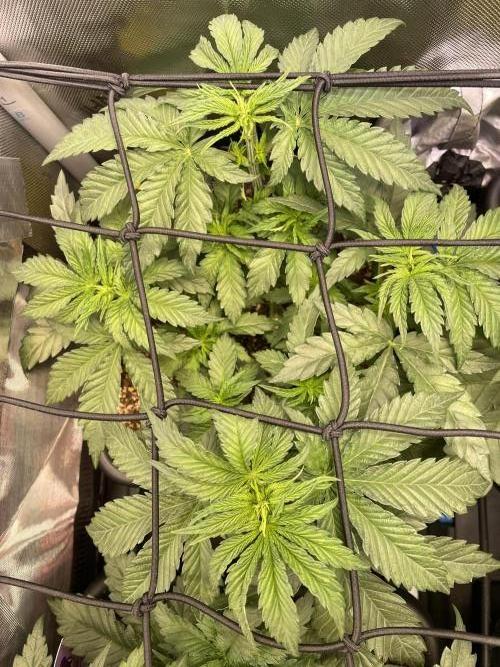 Two Lobsters One Tent. Week 3 - Lobzter