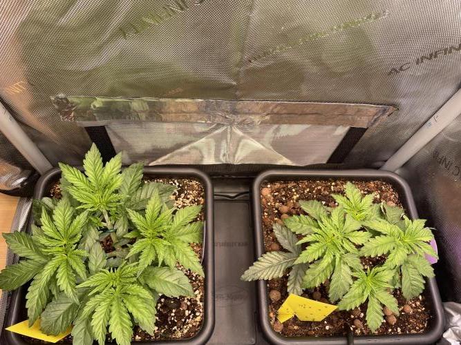 Two Lobsters One Tent. Week 2