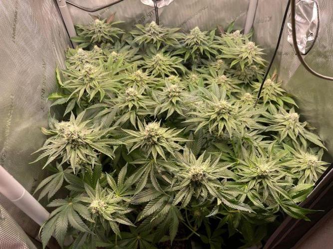 Black Lobsters one Tent. Week 8