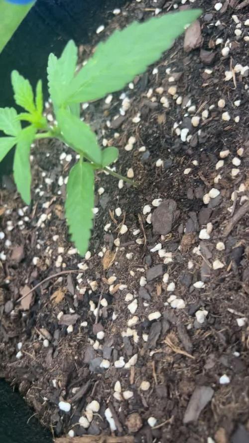 OG Kush auto - 1st time grower