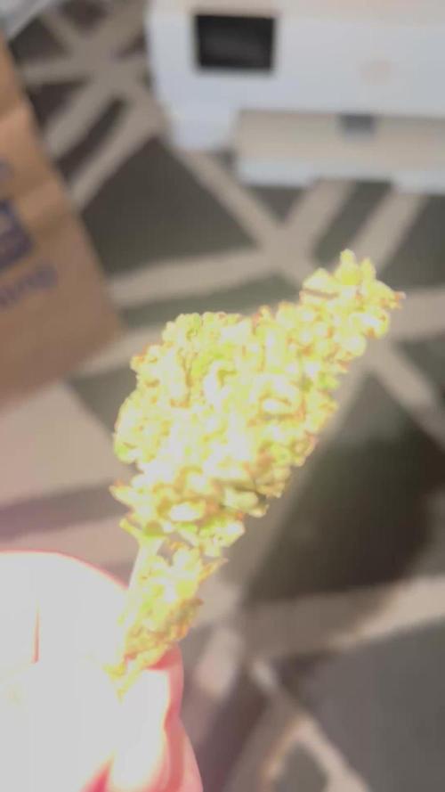 OG Kush auto - 1st time grower