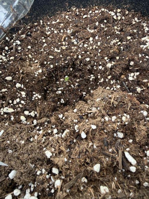 2026 Grow. Week 0 - Turtle taffy