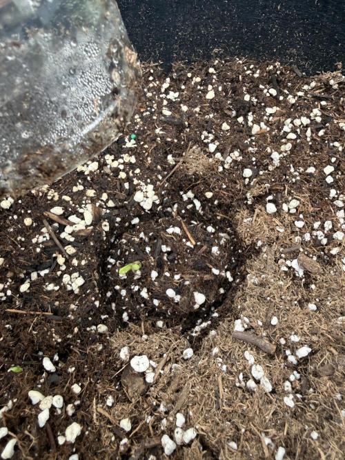 2026 Grow. Week 0 - Purple haze