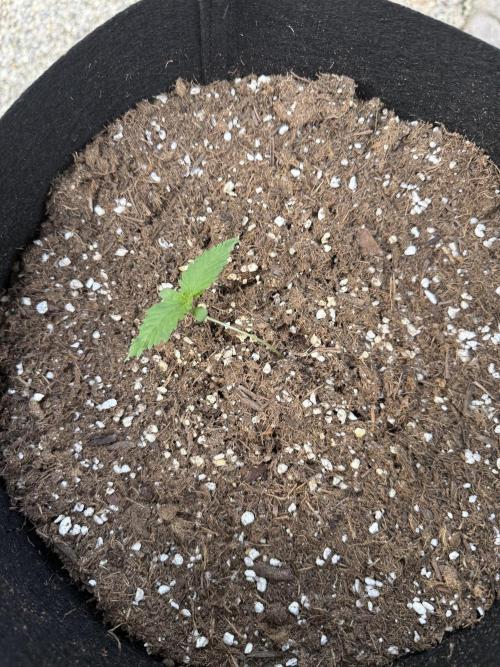 2026 Grow. Week 1 - Purple haze
