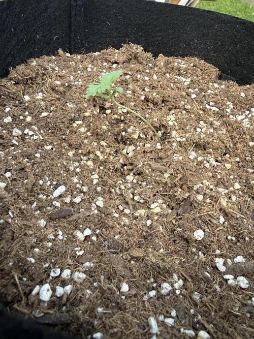 2026 Grow. Week 1 - Purple haze reaching