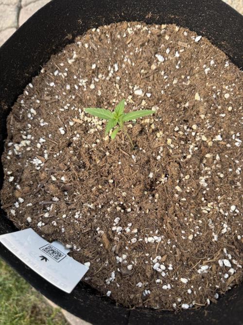2026 Grow. Week 1 - Turtle taffy