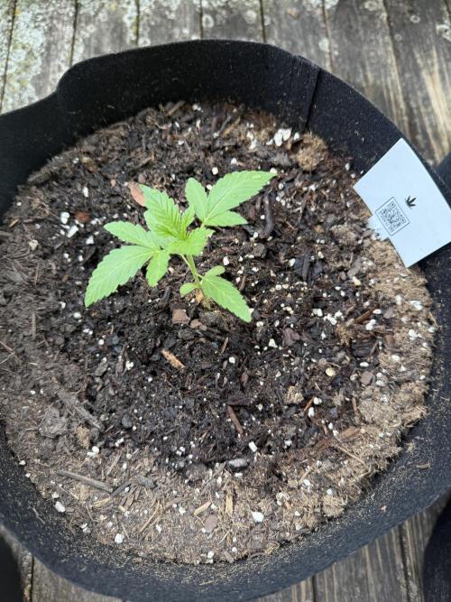 2026 Grow. Week 2 - Turtle taffy
