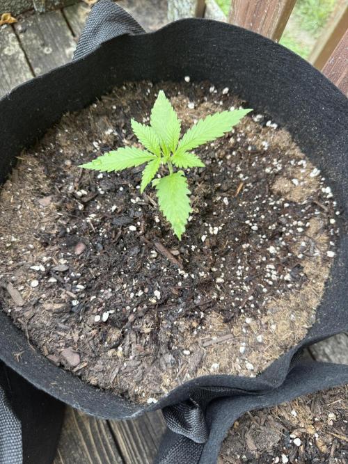 2026 Grow. Week 2 - Purple haze