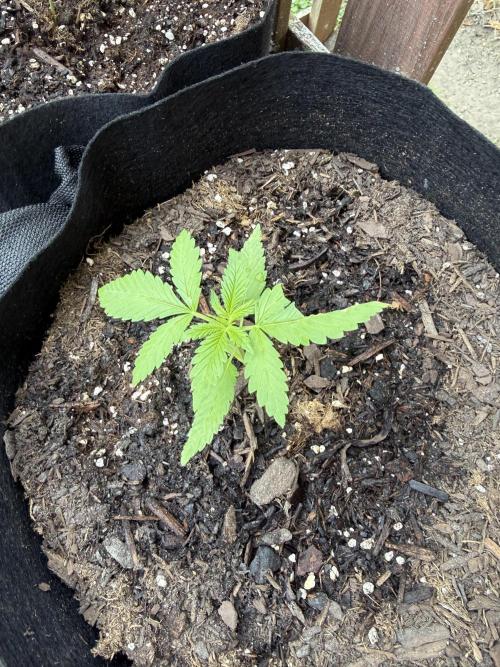 2026 Grow. Week 2 - Purple haze