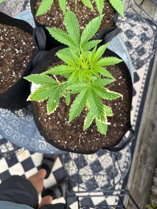 2026 Grow. Week 4 - Turtle Taffy
