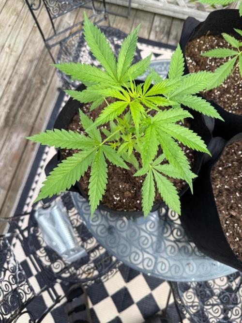 2026 Grow. Week 4 - PH