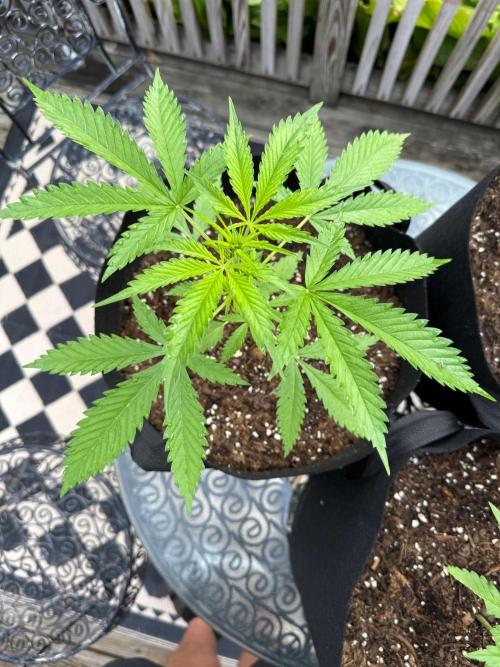 2026 Grow. Week 4 - PH