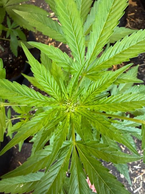 2026 Grow. Week 5 - Turtle taffy