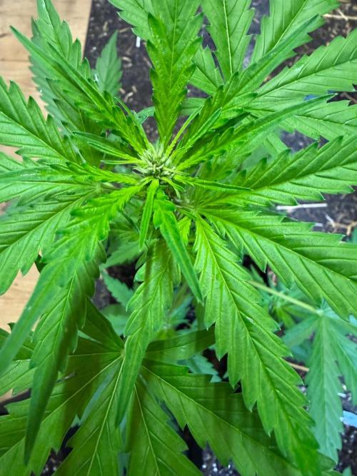 2026 Grow. Week 5 - Purple haze