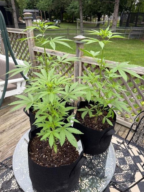 2026 Grow. Week 5