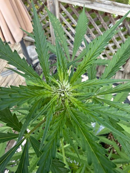 2026 Grow. Week 6