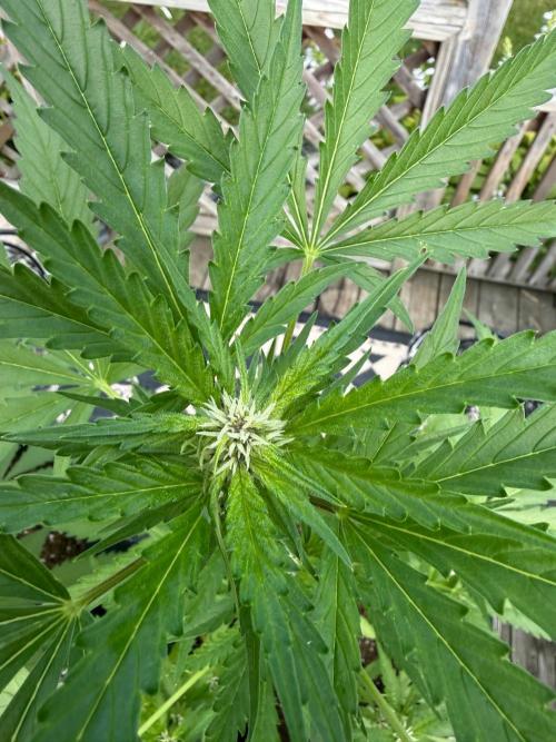 2026 Grow. Week 6