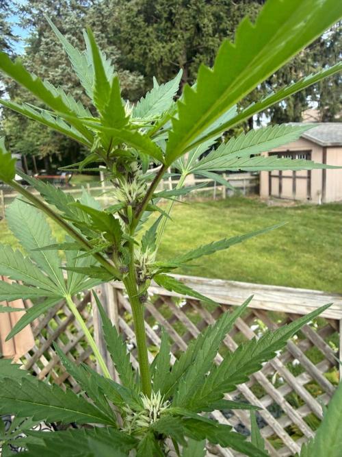 2026 Grow. Week 6